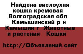 Найдена вислоухая кошка кремовая - Волгоградская обл., Камышинский р-н, Камышин г. Животные и растения » Кошки   